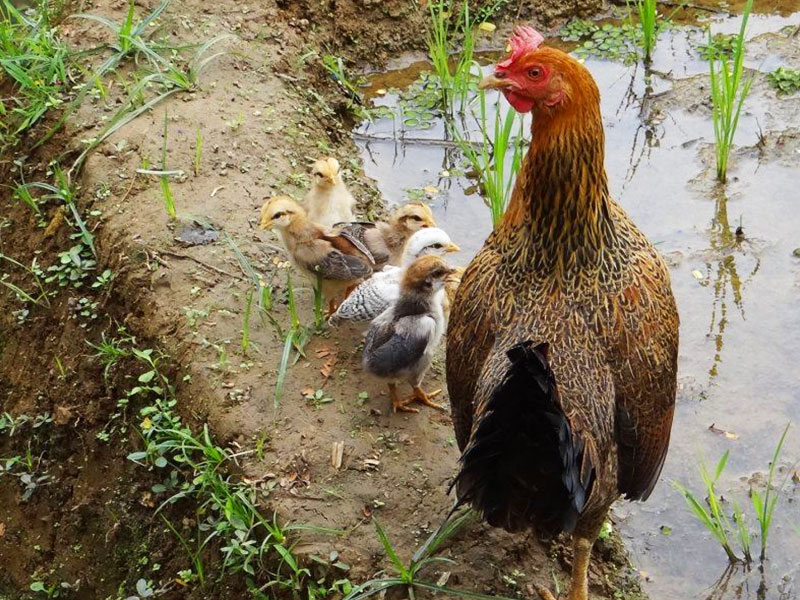 Cara Beternak Ayam Bekisar