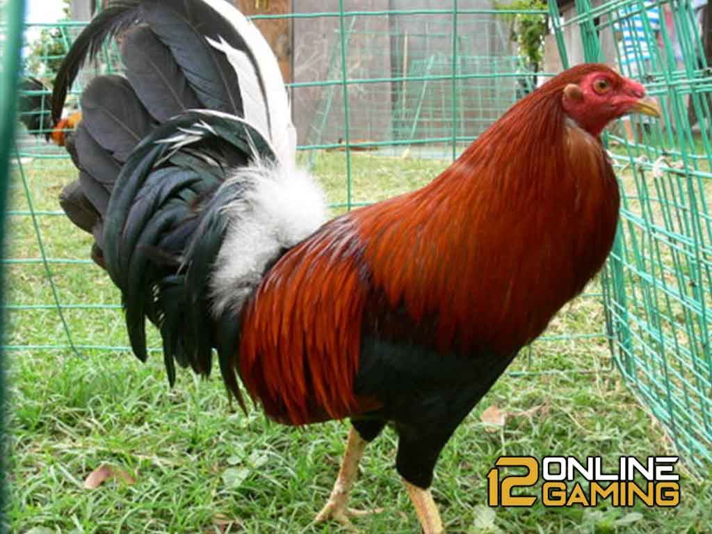 Mengenal Ayam Aduan Kelso Filipina