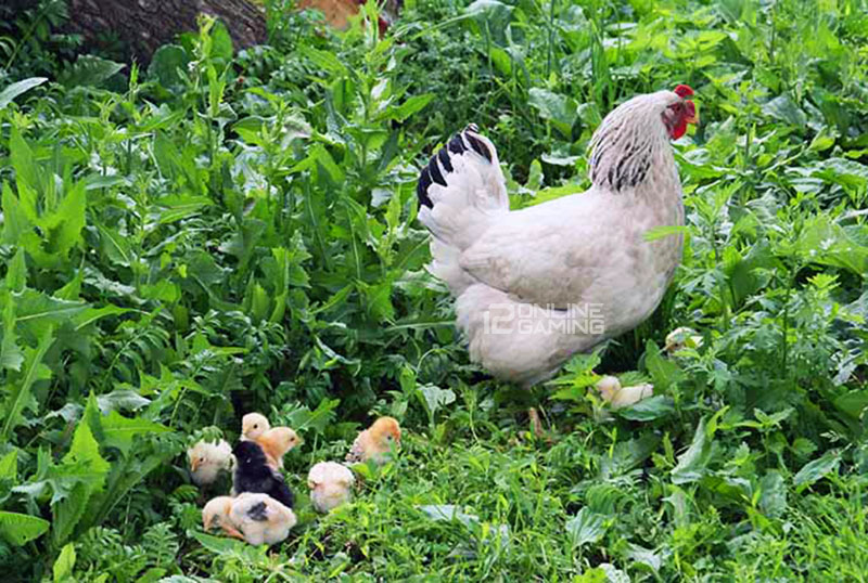 Alasan Anak Ayam Harus Disapih Dari Induknya