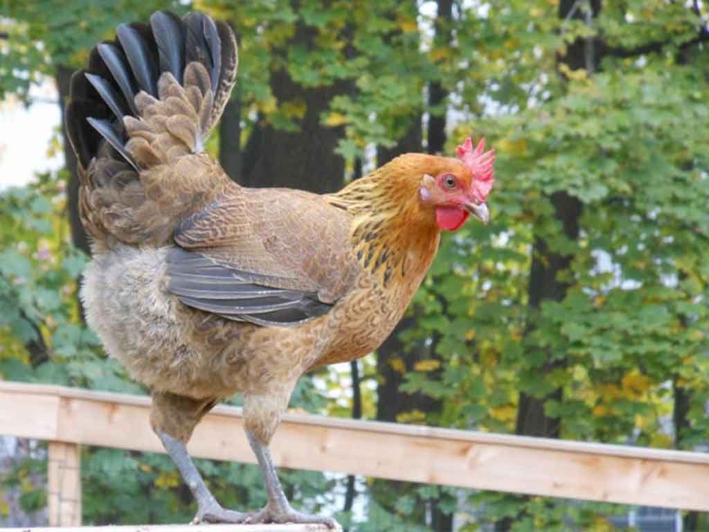 Jenis Ayam Penghasil Telur Berwarna Unik