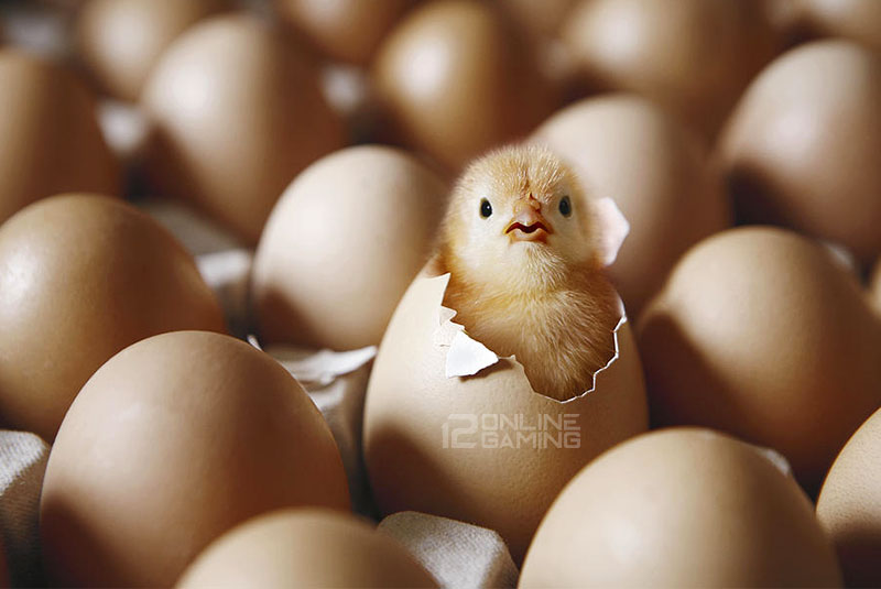 Cara Menghindari Telur Gagal Menetas