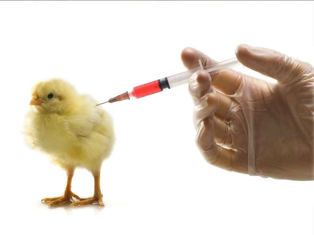 Cara Vaksinisasi Yang Benar  Pada Ayam