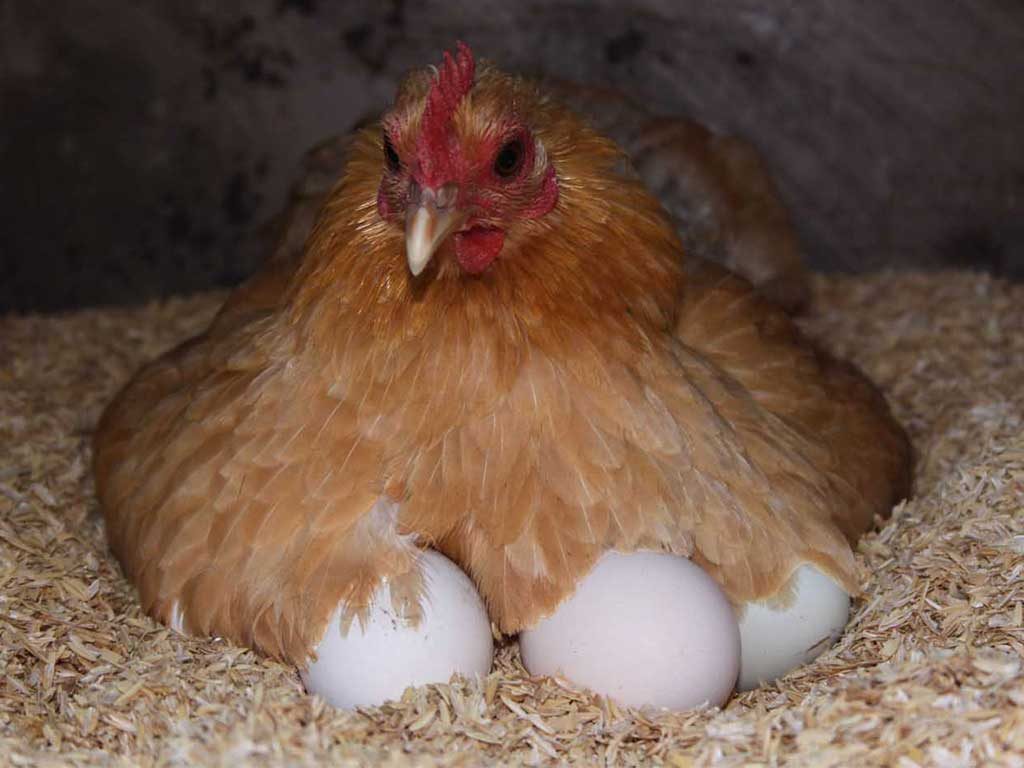 Menetaskan Telur Secara Alami Dengan Induk Betina