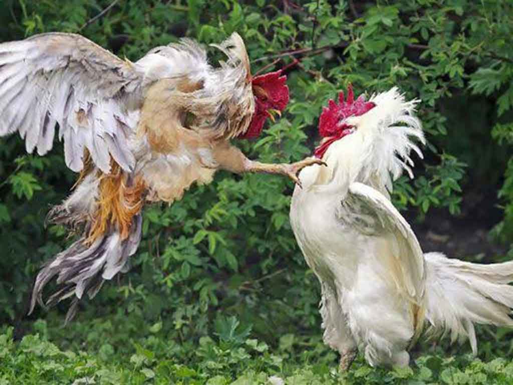 Mengatasi Ayam Aduan Yang Gemetaran