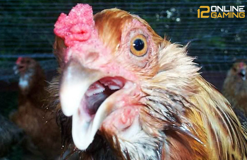 Mengobati Ayam Aduan Ngorok 5 Menit Langsung Sembuh