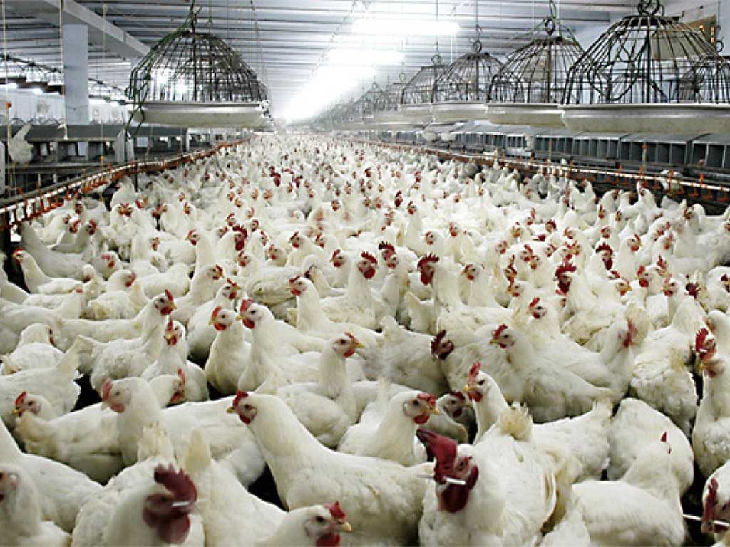 Nutrisi Ayam Broiler Agar Daging Berkualitas
