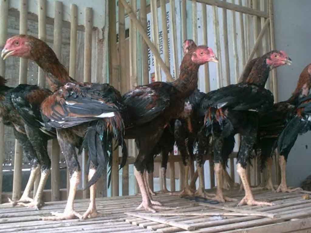 Panduan Beternak Ayam Bangkok Hingga Sukses