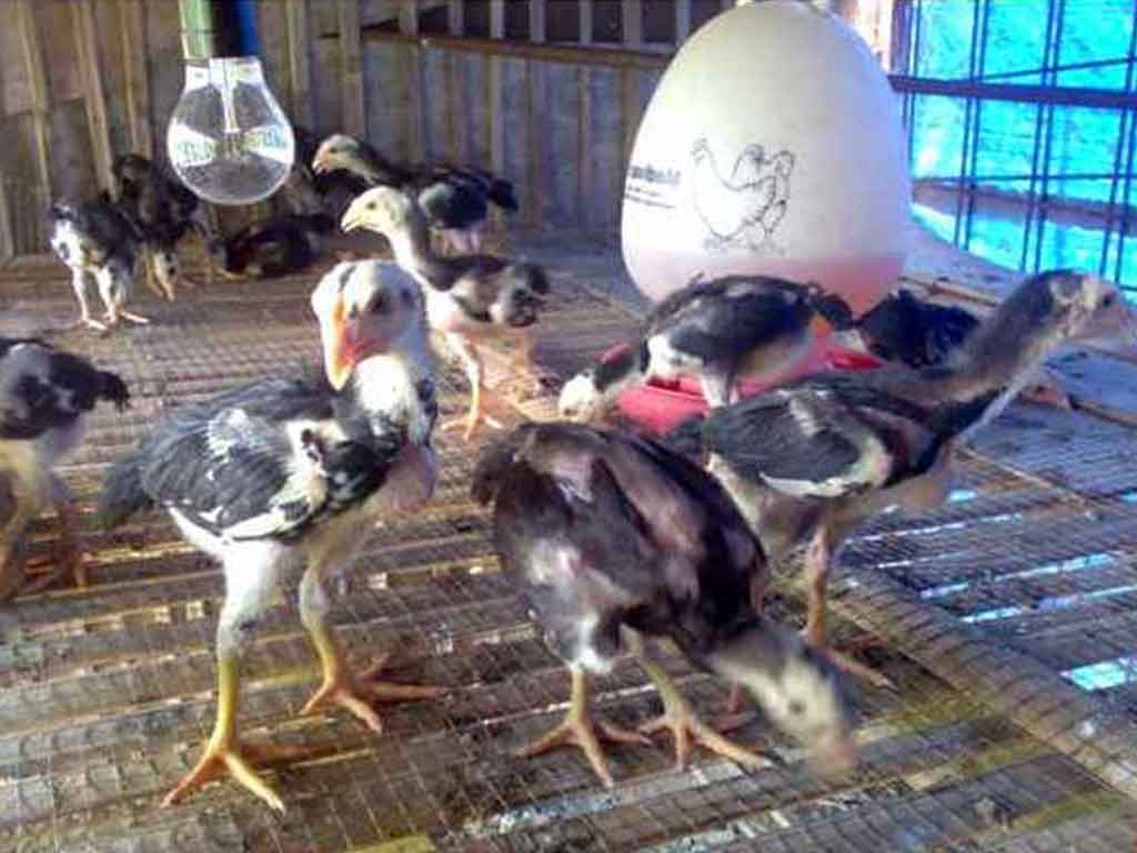 Penyebab Hasil Ternak Ayam Bangkok Kecil