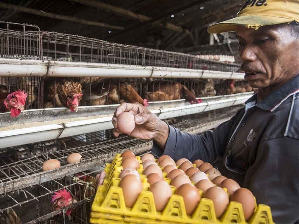 Penyebab Produksi Telur Ayam Menurun