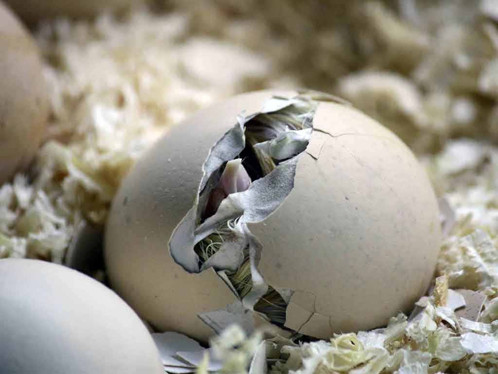 Penyebab Telur Ayam Tidak Menetas