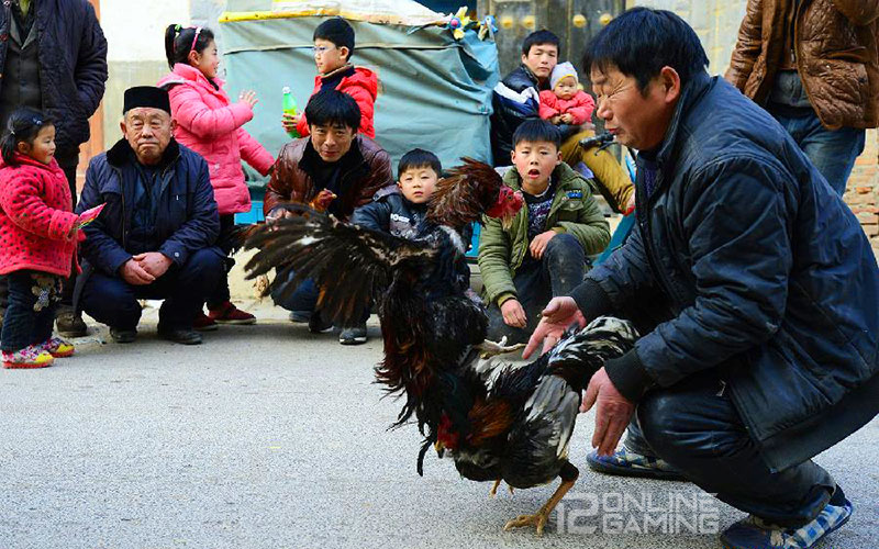 Sejarah Ayam Aduan Di Berbagai Negara