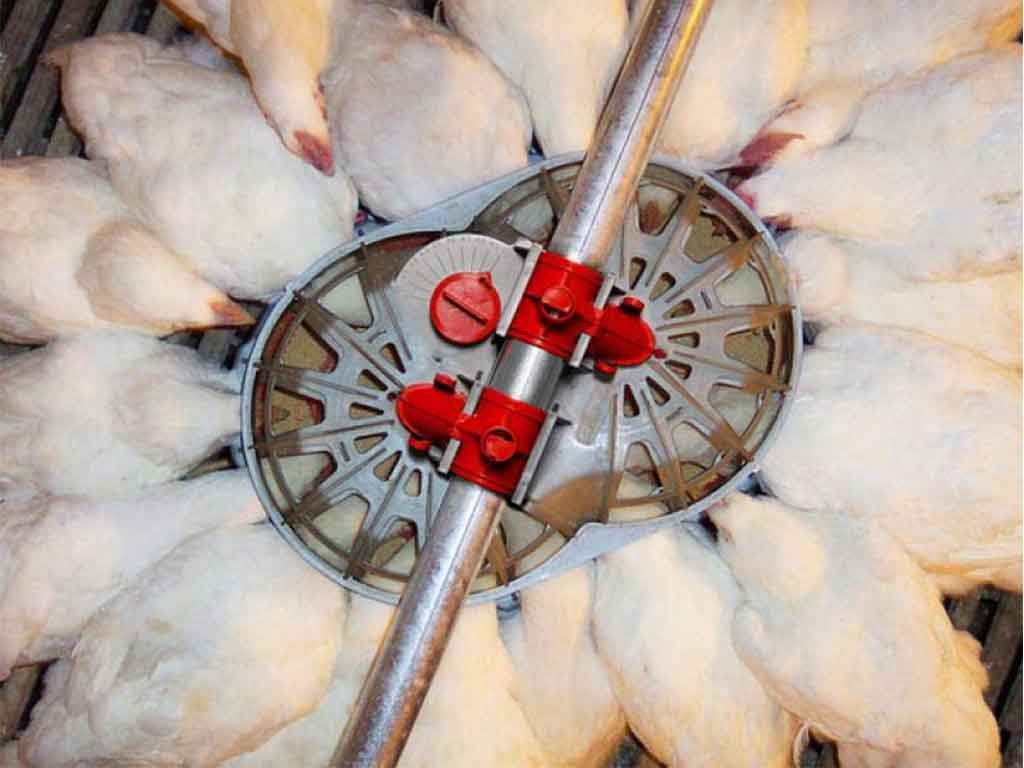 Sistem Makan Yang Ideal Untuk Ayam