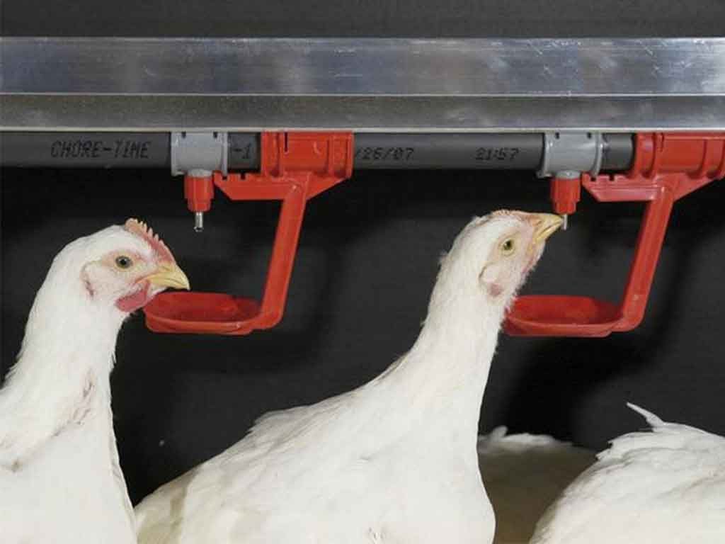 Sistem Minum Yang Ideal Untuk Ayam