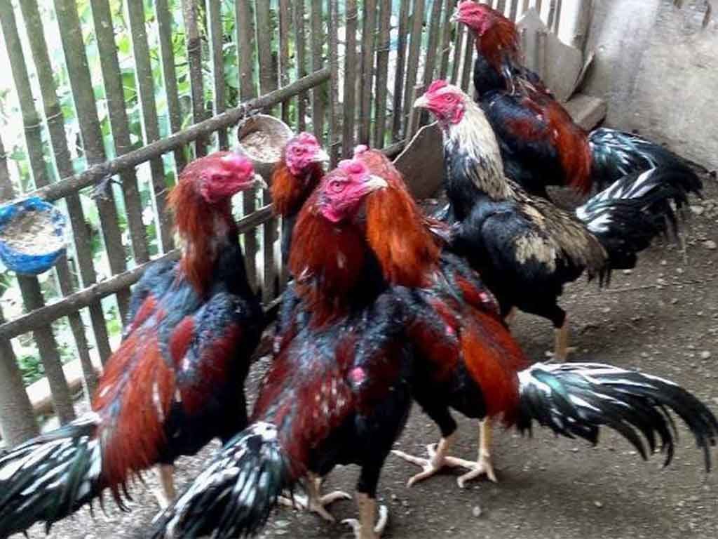 Tips Beternak Ayam Bangkok Bagi Pemula