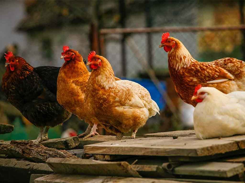 Tips Memelihara Ayam Sebagai Hobi