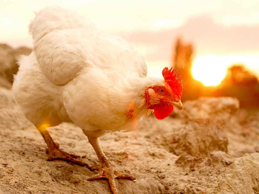 Tips Menjaga Ayam Pada Cuaca Panas