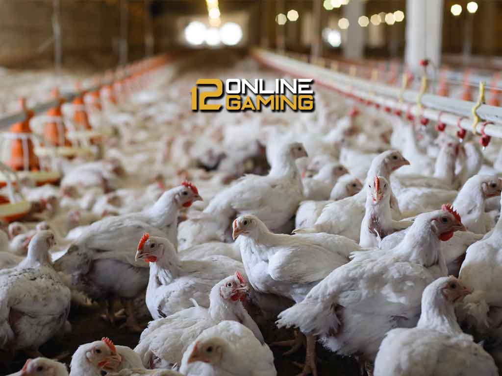 Beternak Ayam Tanpa Menggunakan Kandang Tidak Mustahil