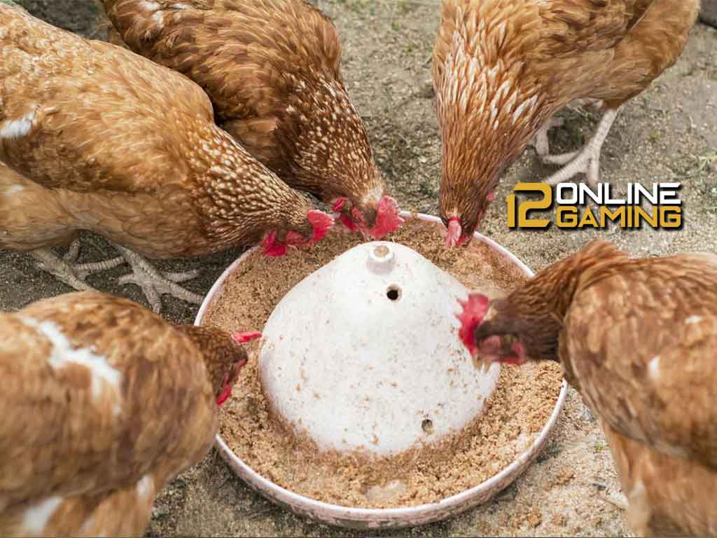 Pembuatan Pakan Tradisional Untuk Ayam