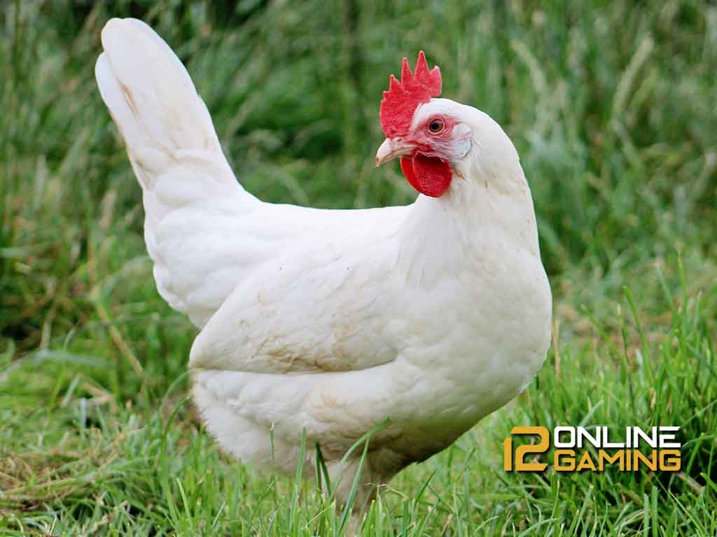 Mengenal Ayam Leghorn