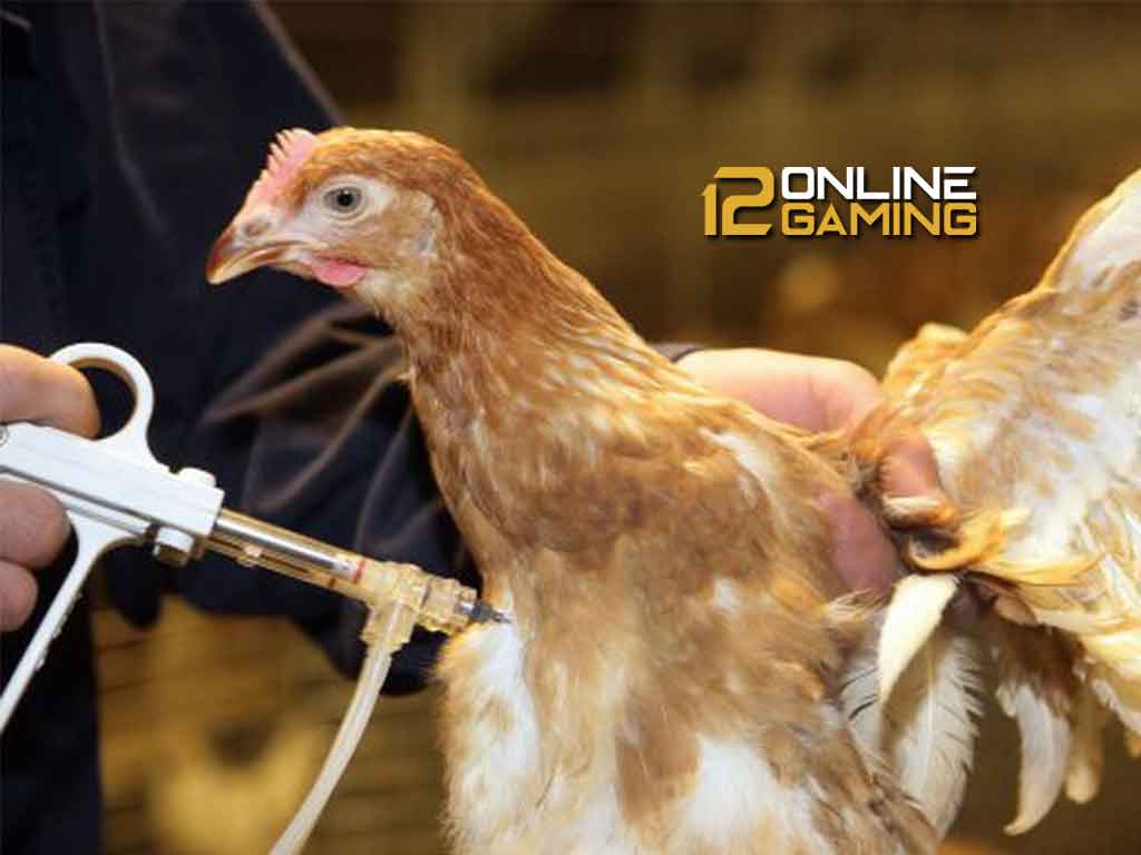 Cara Vaksinisasi Yang Benar Pada Ayam