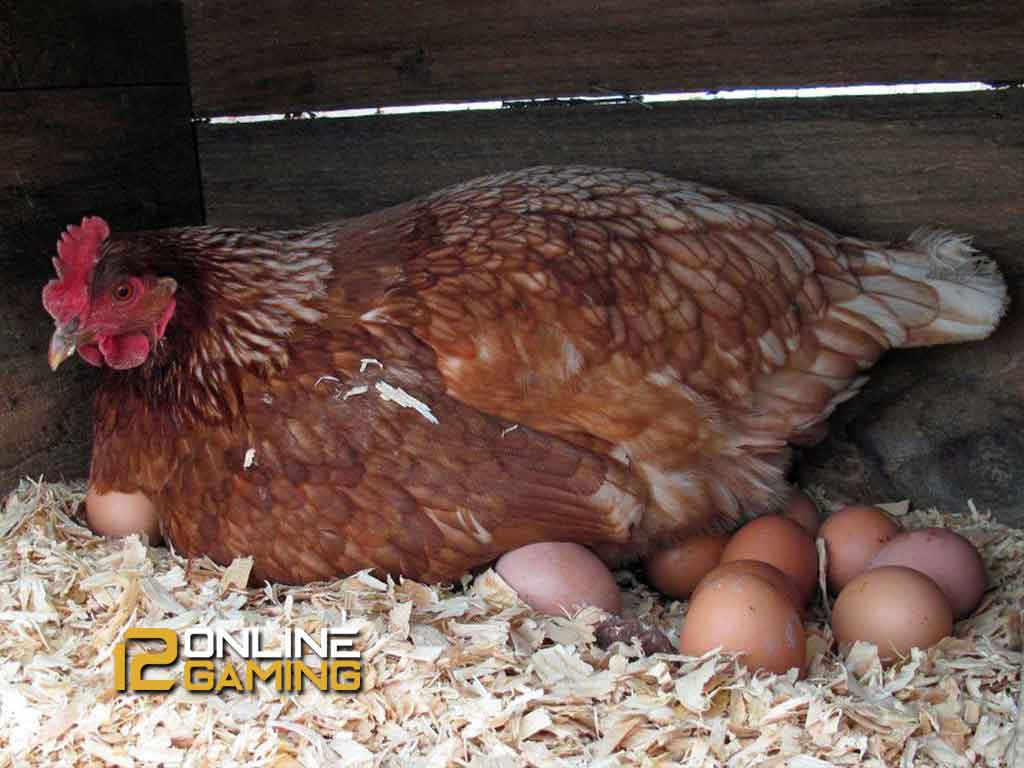 Cara Melatih Ayam Bertelur Pada Sarangnya