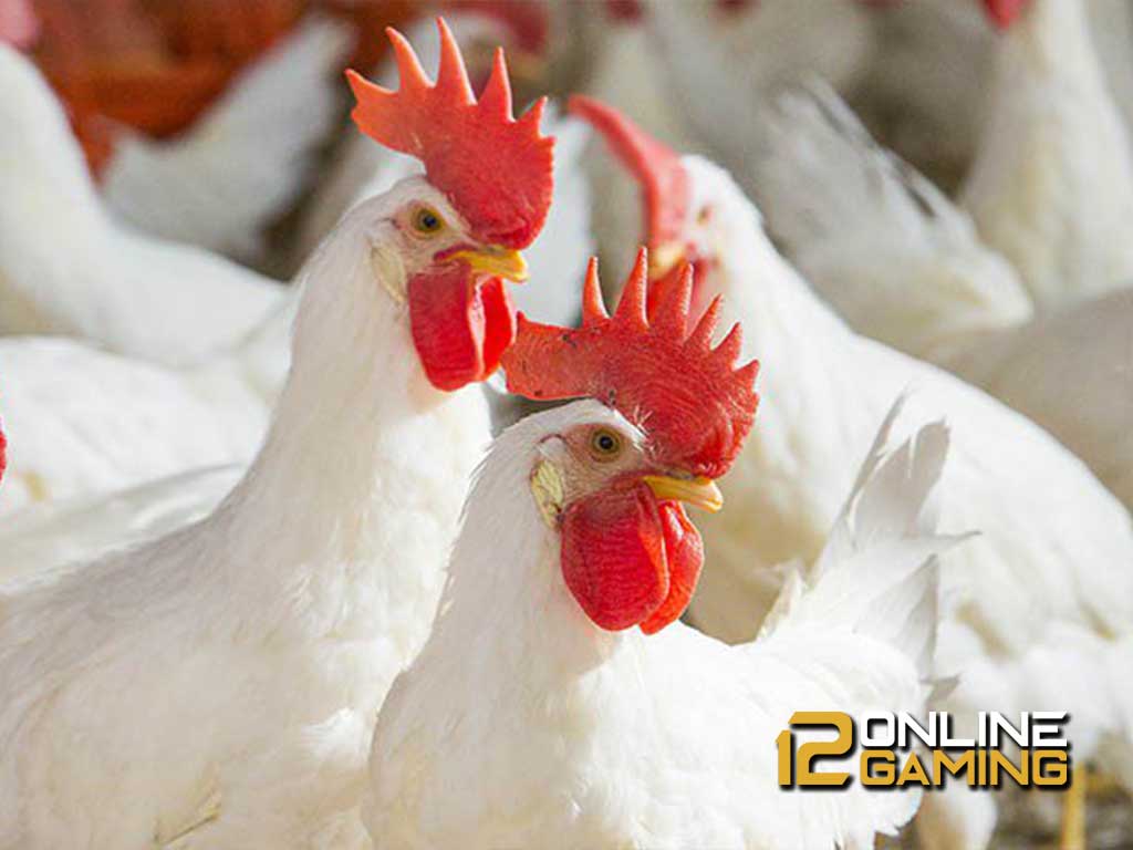 Nutrisi Ayam Broiler Agar Daging Berkualitas