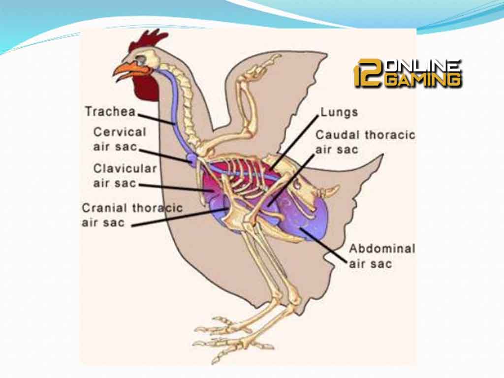 Sistem Pernafasan Pada Ayam