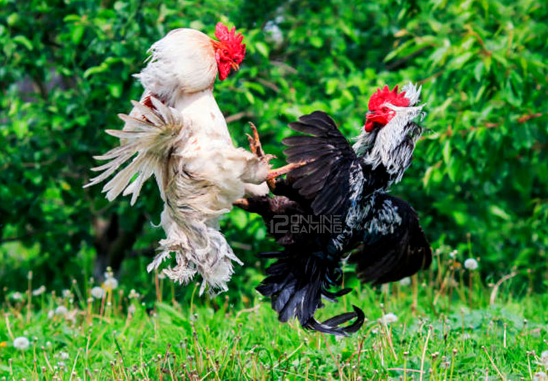 Cara Melatih Ayam Main Atas Jadi Full Kontrol