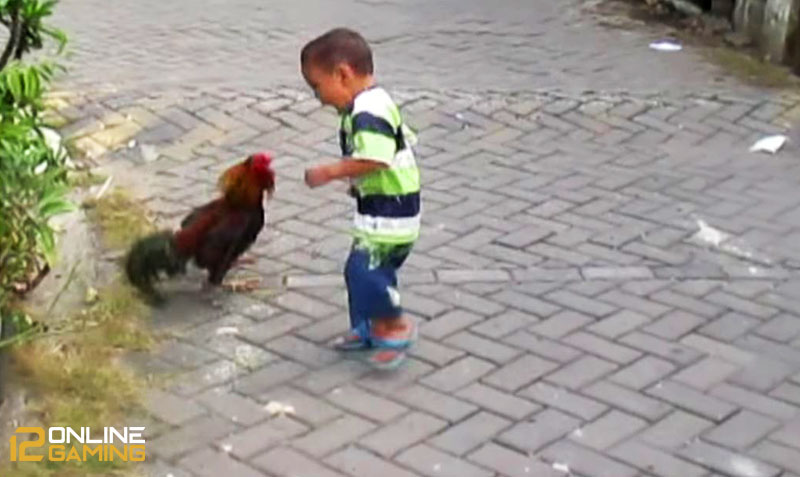Cara Menjinakkan Ayam Aduan Yang Galak
