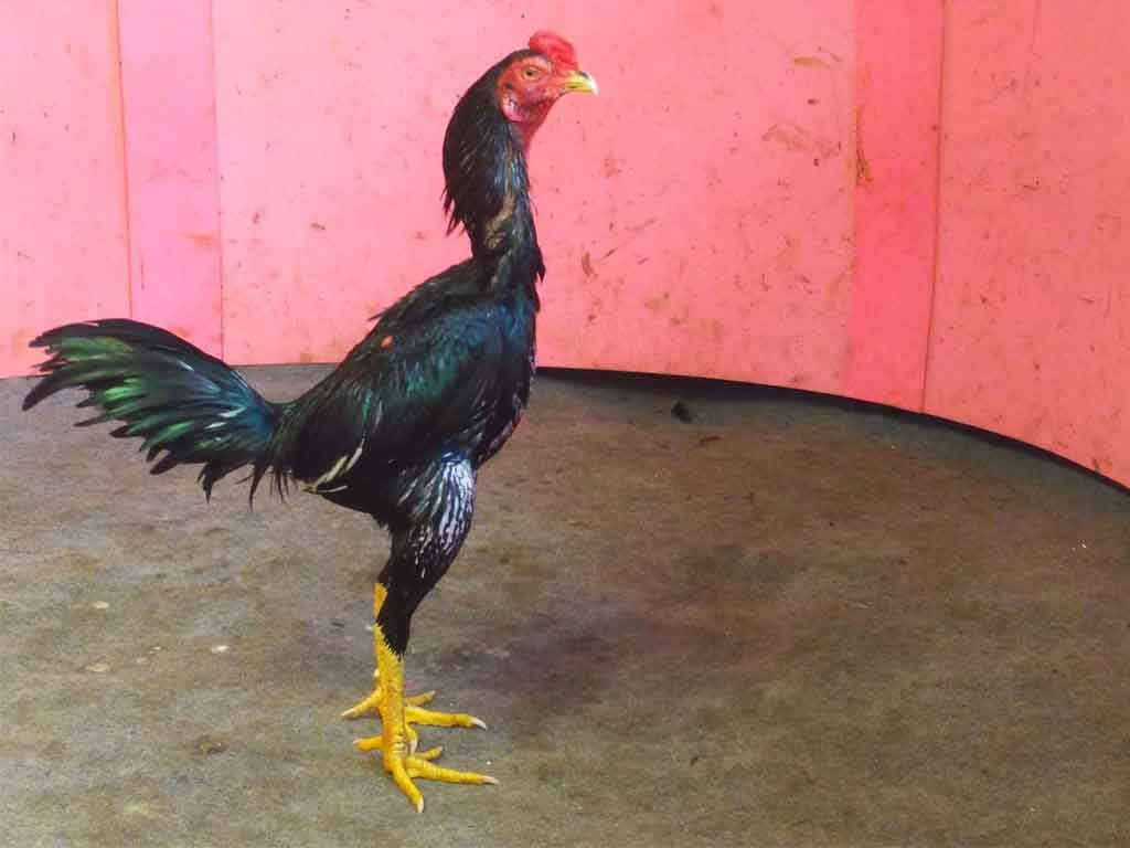 Ciri Ayam Bangkok Pukul Saraf