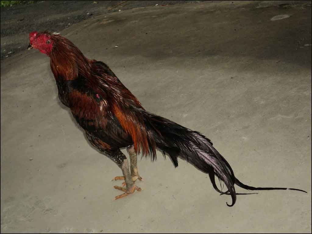 Ciri Fisik Ayam Bangkok Menangan