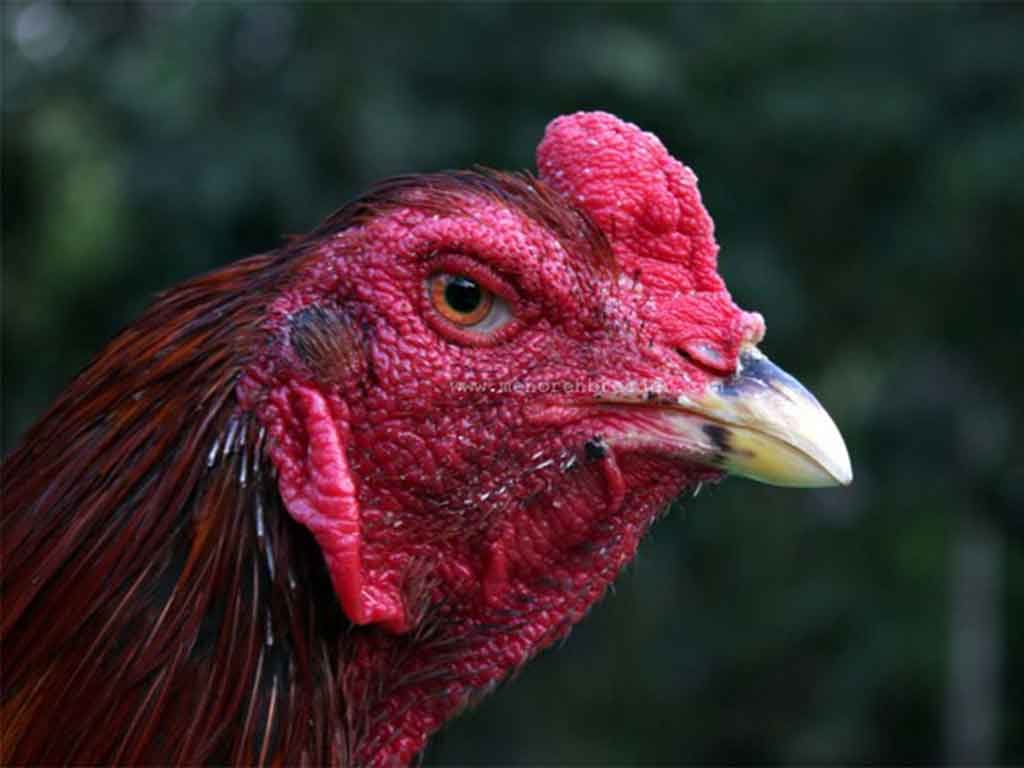 Ciri Mata Ayam Bangkok Berkualitas