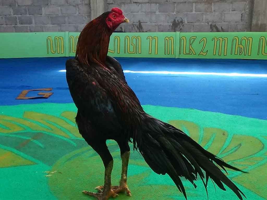Ciri-ciri Ayam Bangkok Ekor Lidi