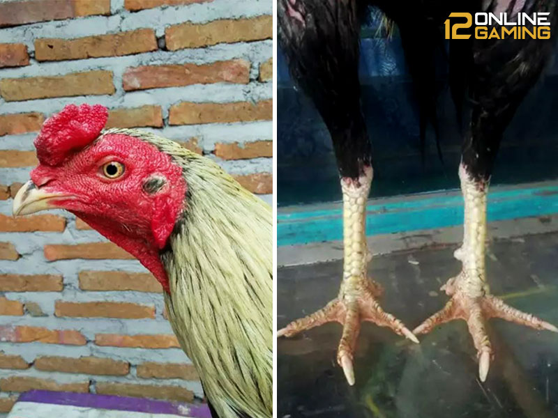 Ciri-ciri Ayam Bangkok Wido