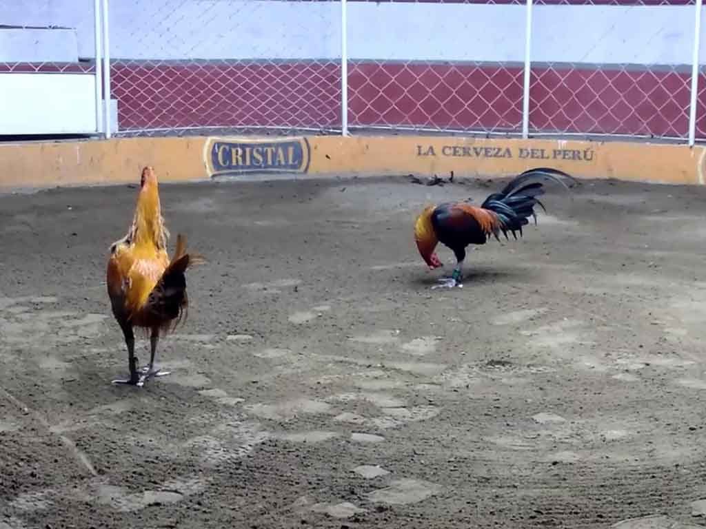 Fakta Mengenai Budaya Sabung Ayam Peru