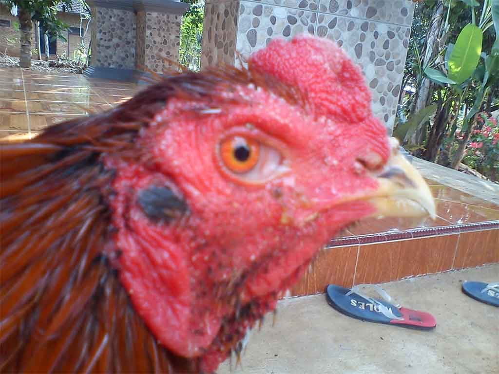 Kelebihan Dan Kekurangan Ayam Suro Rembes
