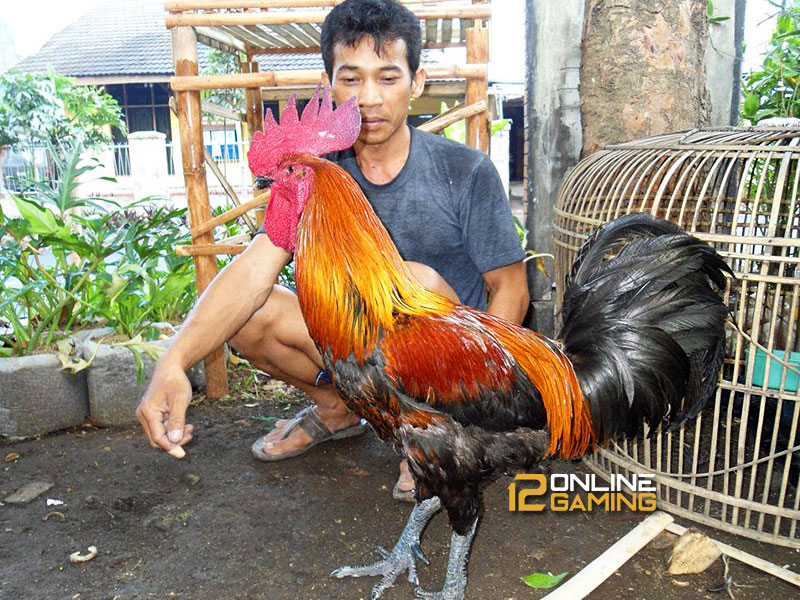 Mengatasi Ayam Pelung Yang Malas Berkokok