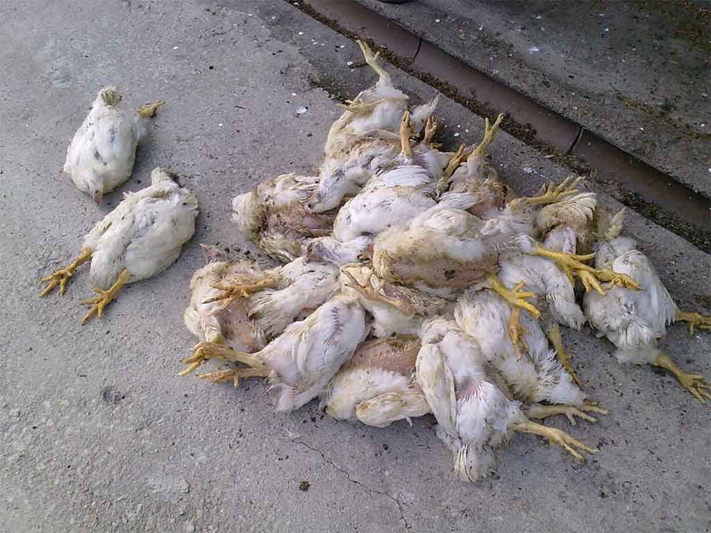 Mengenal Penyakit Pullorum Pada Ayam