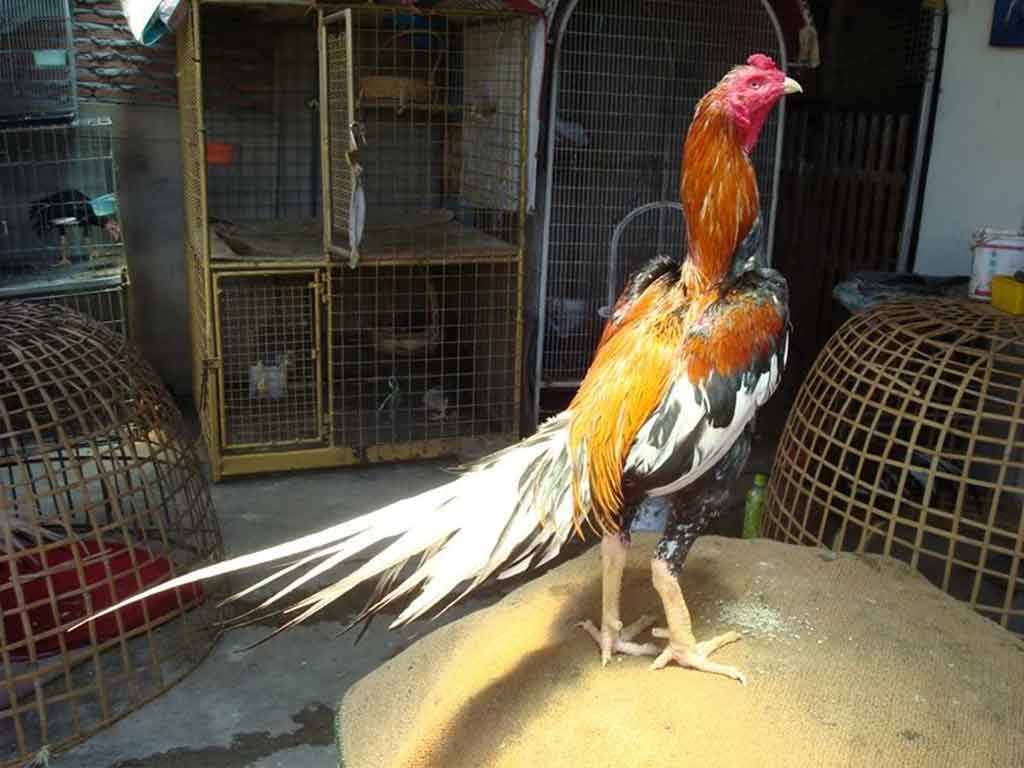 Merawat Ayam Bangkok Ala Thailand