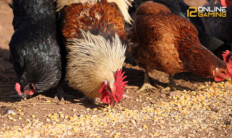 Pakan Alternatif Ayam Aduan Sejak Usia Dini Hingga Dewasa