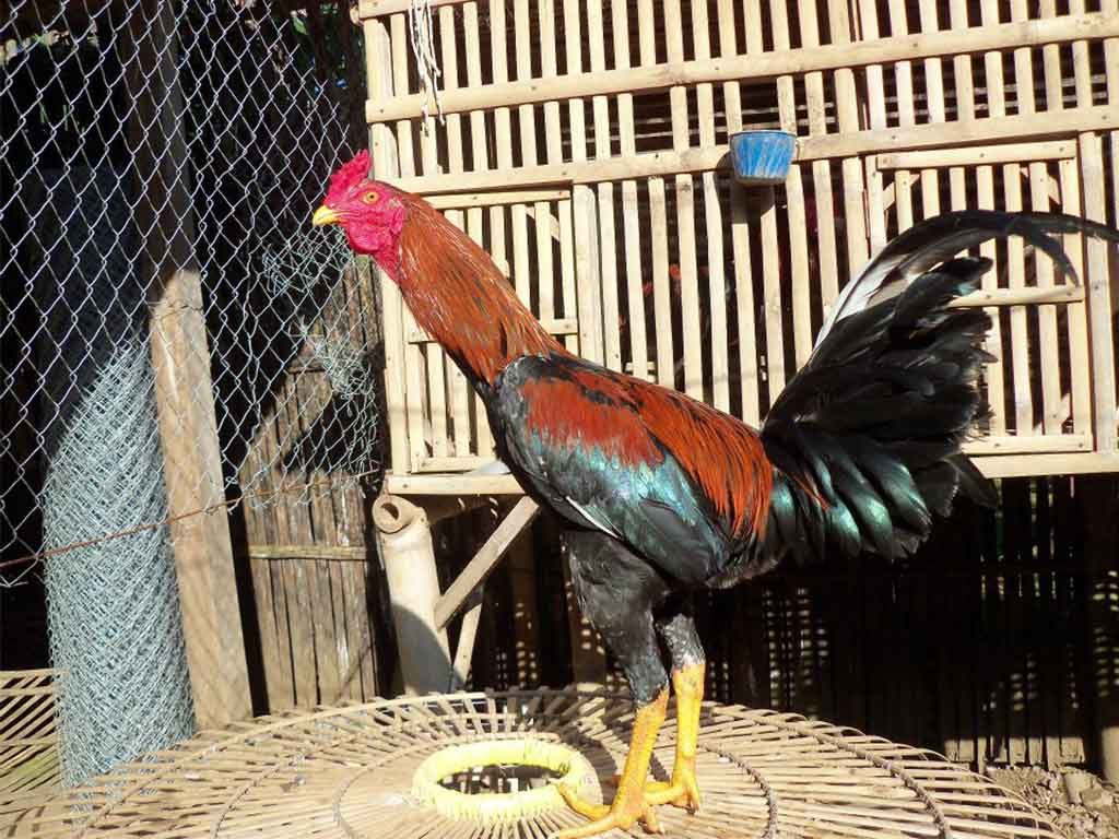 Sejarah Ayam Ciparage Khas Karawang