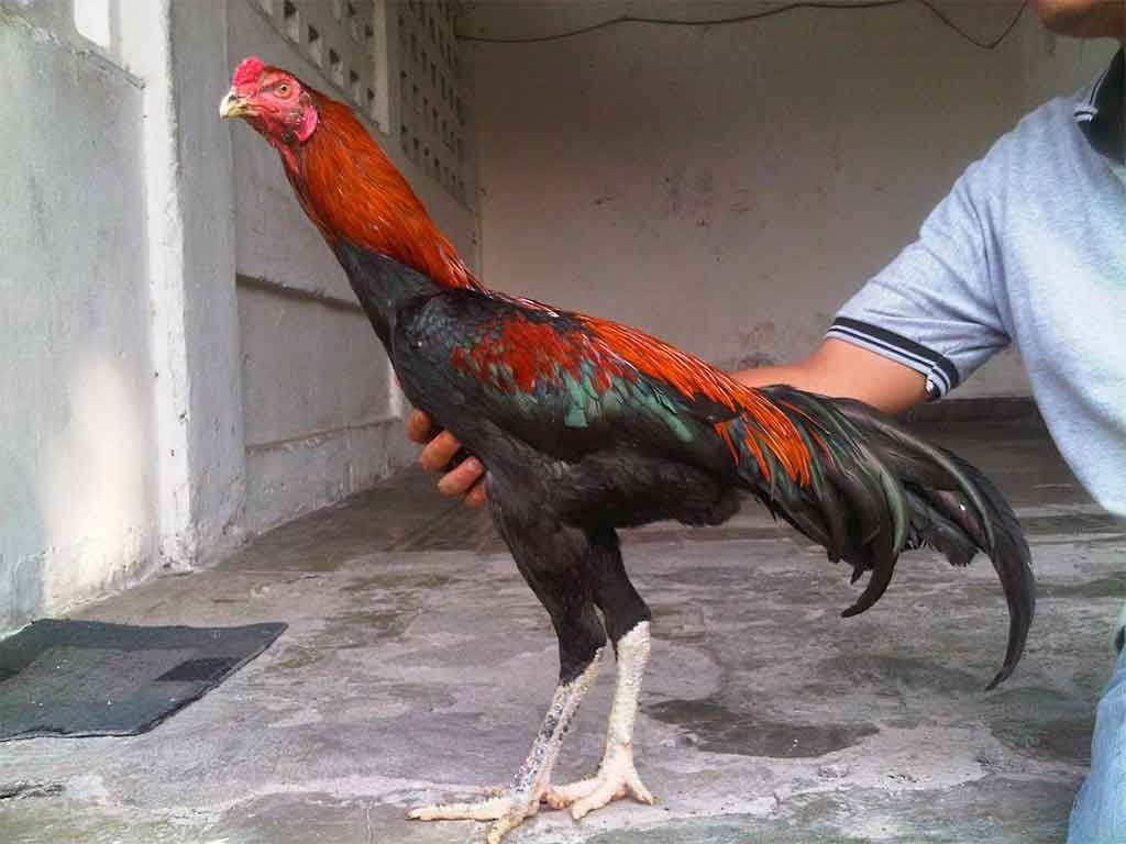 Sejarah Ayam Pakhoy