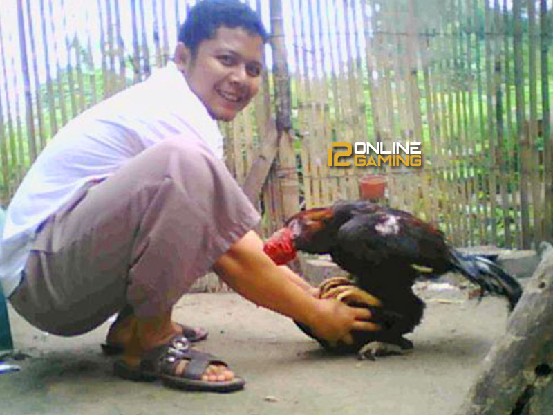 Trik Mengawinkan Ayam Bangkok