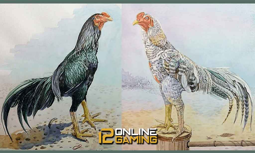Sejarah Ayam Pakhoy