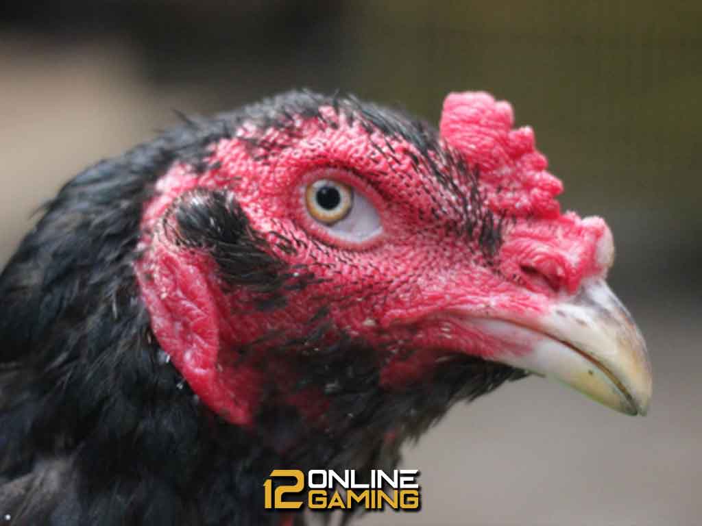 Ciri Mata Ayam Bangkok Berkualitas