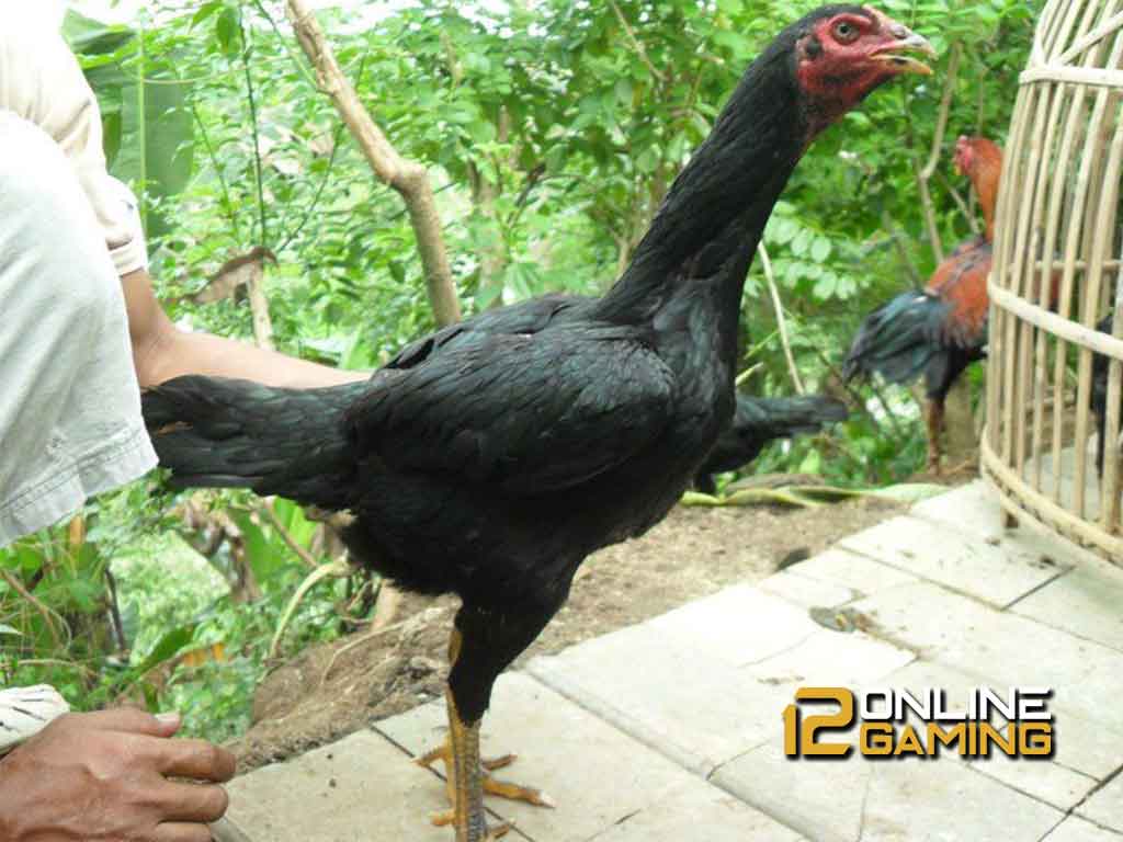 Kriteria Babon Ayam Bangkok Berkualitas