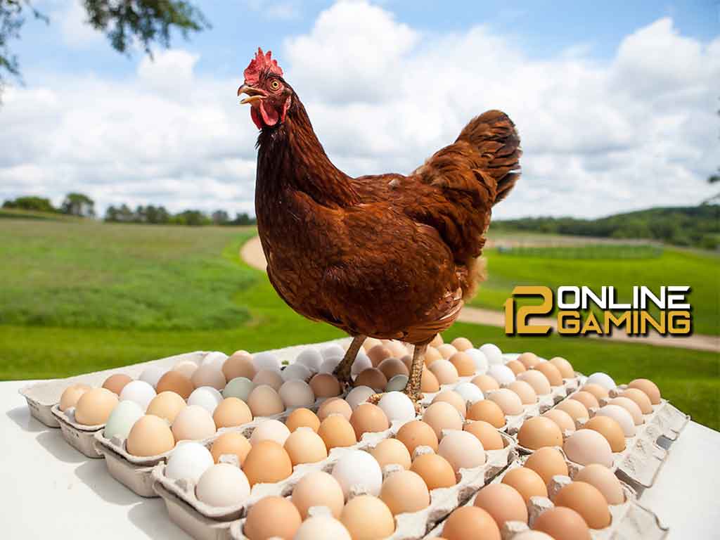 Faktor Yang Mempengaruhi Pertumbuhan Telur Ayam