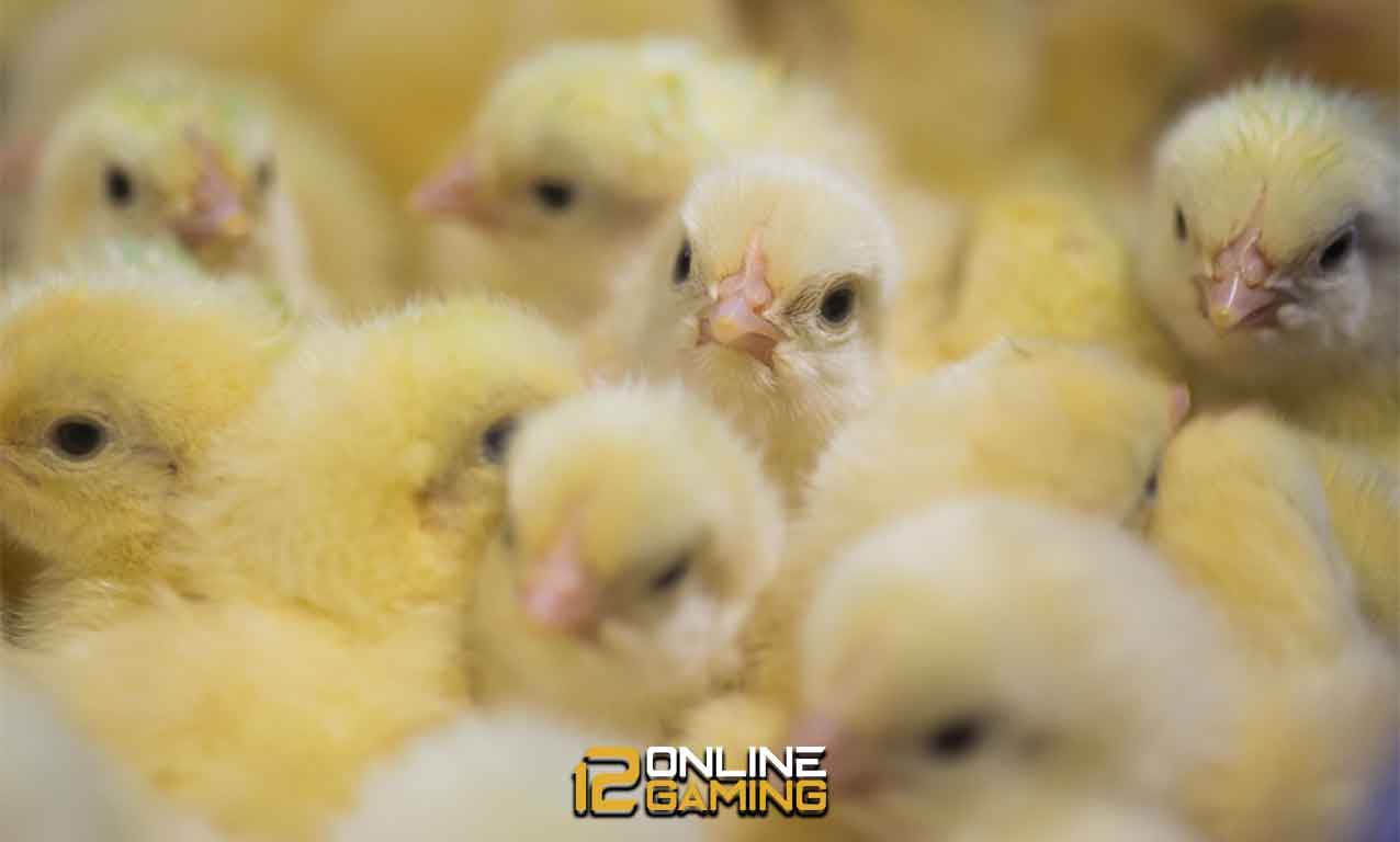 Menetaskan Telur Ayam Menggunakan Mesin Penetas