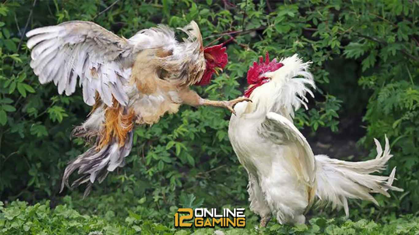 Latihan Untuk Memaksimalkan Kecepatan Ayam Aduan