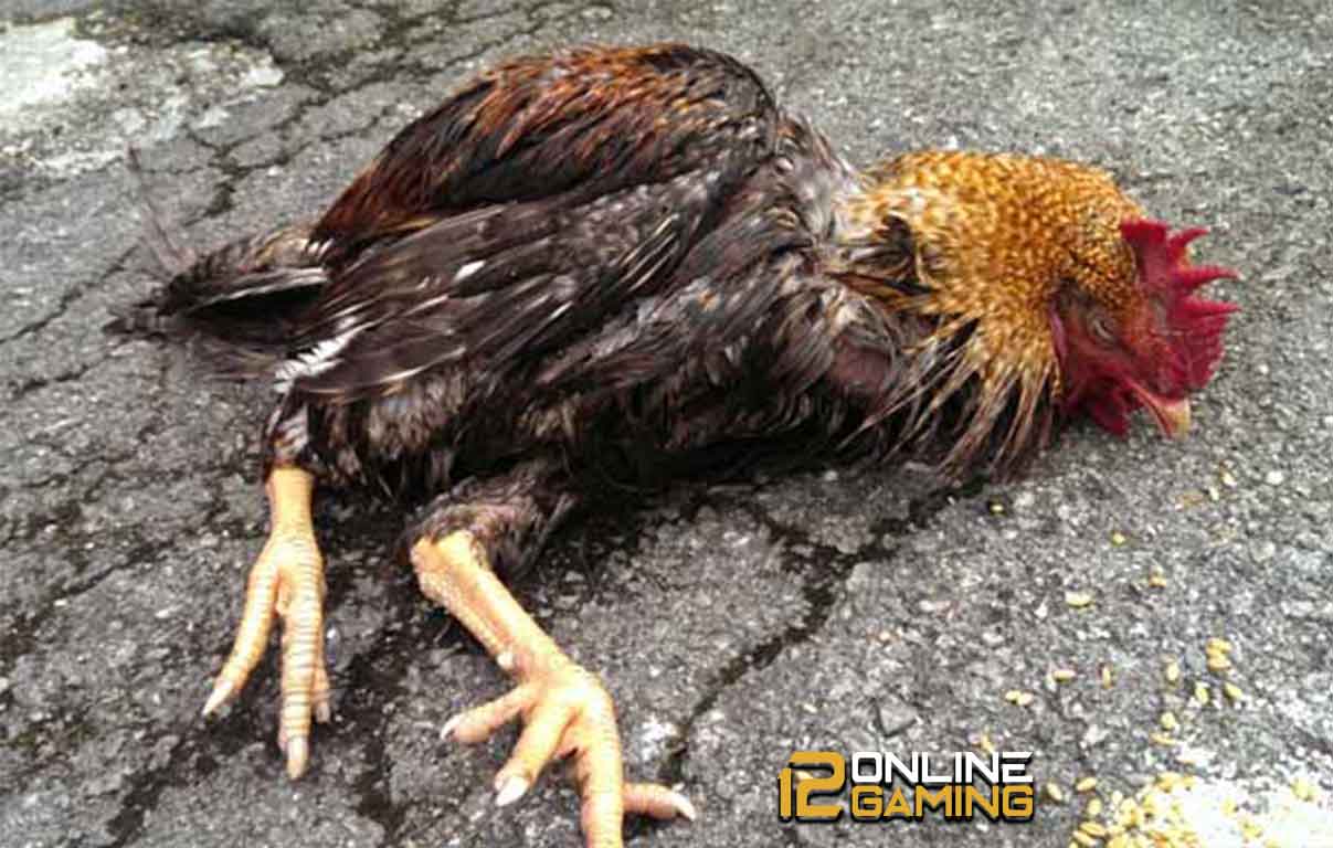 Mengatasi Keracunan Pada Ayam Aduan